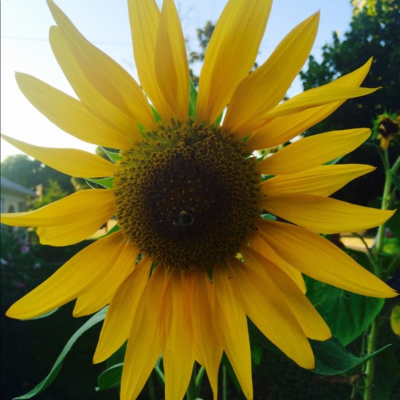 Meet your Posher, SG - Picture 1 of 1